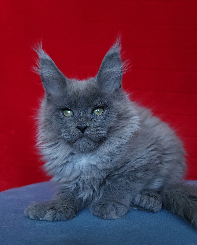 Halva Akbars (polydactyl 66/66) - Kitten maine-coon 2 months 1 week