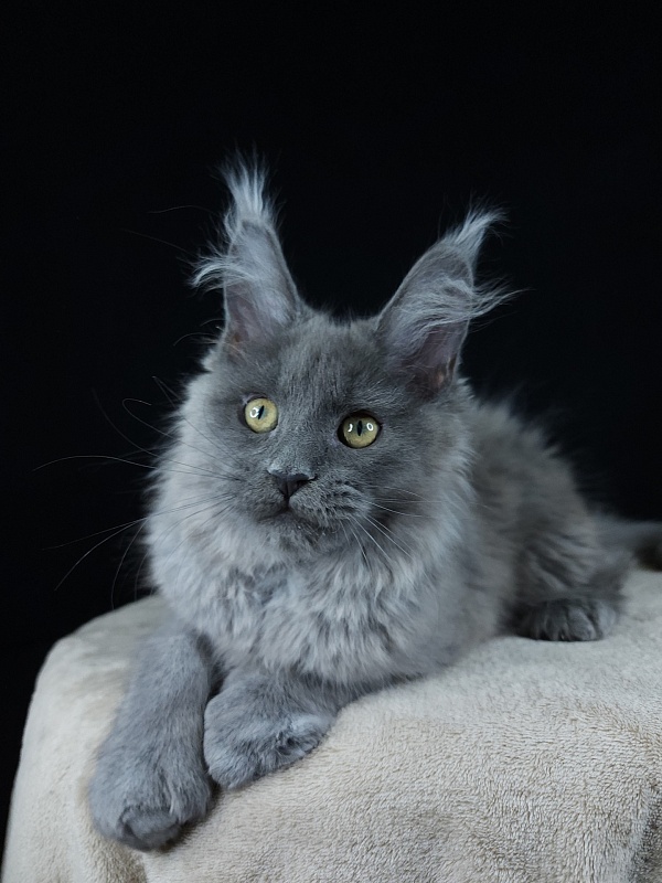 Halva Akbars (polydactyl 66/66) - Kitten maine-coon 3 months 0.5 weeks