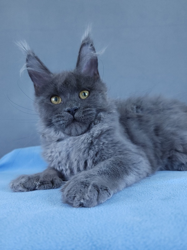 Halva Akbars (polydactyl 66/66) - Kitten maine-coon 4 months 1.5 week