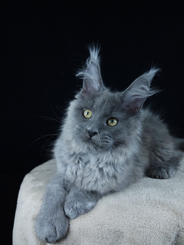 Halva Akbars (polydactyl 66/66) - Kitten maine-coon 3 months 0.5 weeks