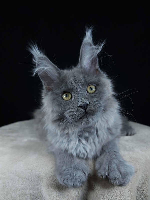 Halva Akbars (polydactyl 66/66) - Kitten maine-coon 3 months 0.5 weeks