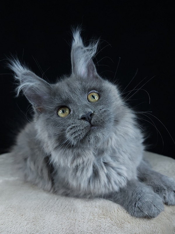 Halva Akbars (polydactyl 66/66) - Kitten maine-coon 3 months 0.5 weeks