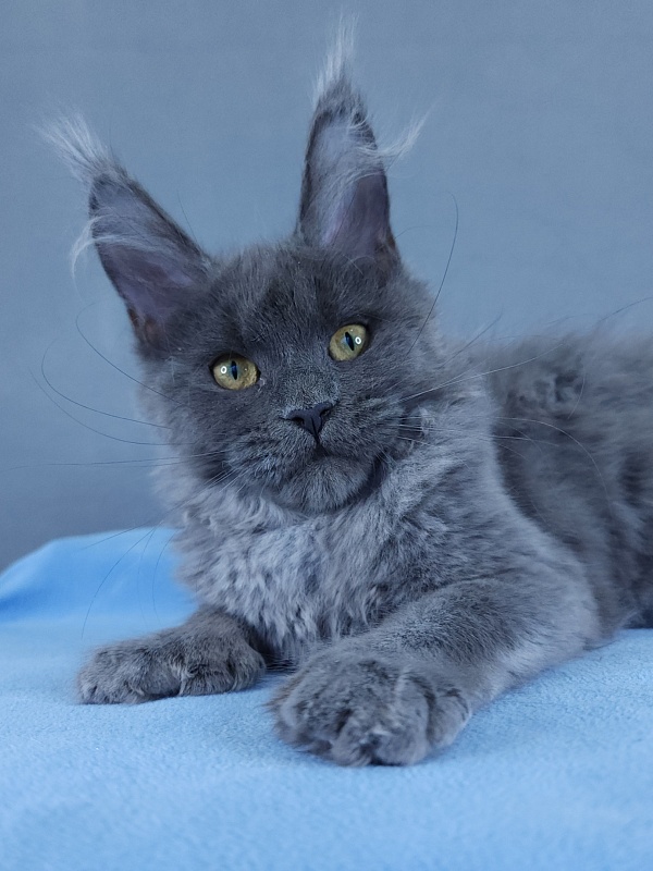 Halva Akbars (polydactyl 66/66) - Kitten maine-coon 4 months 1.5 week