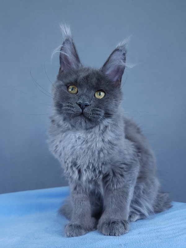 Halva Akbars (polydactyl 66/66) - Kitten maine-coon 4 months 1.5 week