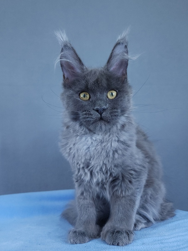 Halva Akbars (polydactyl 66/66) - Kitten maine-coon 4 months 1.5 week