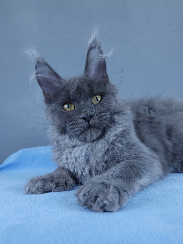 Halva Akbars (polydactyl 66/66) - Kitten maine-coon 4 months 1.5 week