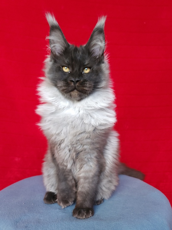 Elmar Akbars - Kitten maine-coon 4 months 2.5 weeks