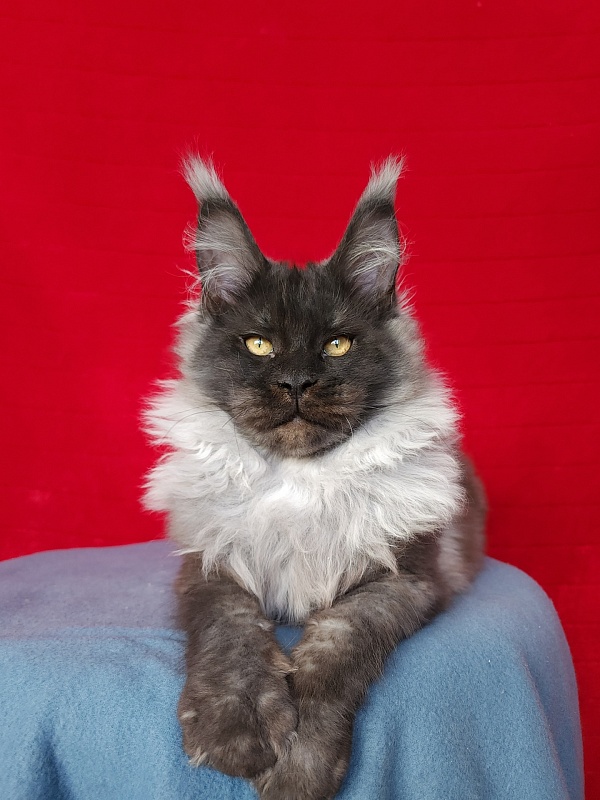 Elmar Akbars - Kitten maine-coon 4 months 2.5 weeks