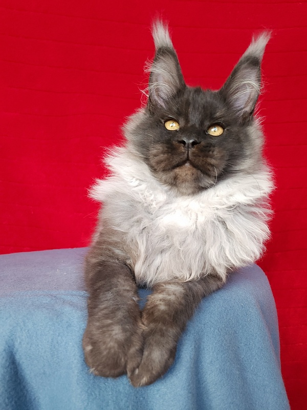 Elmar Akbars - Kitten maine-coon 4 months 2.5 weeks