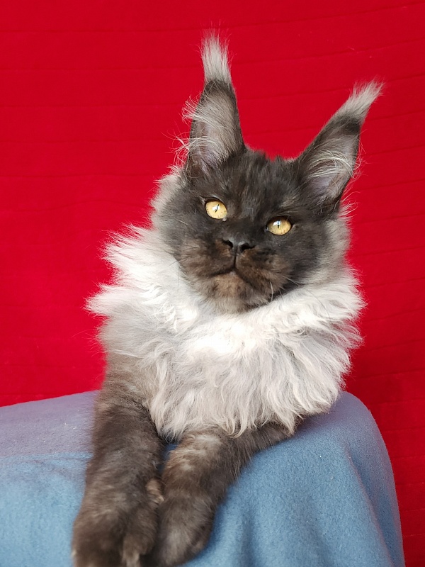 Elmar Akbars - Kitten maine-coon 4 months 2.5 weeks