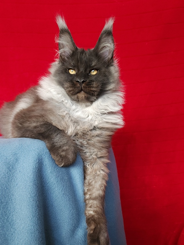 Elmar Akbars - Kitten maine-coon 4 months 2.5 weeks