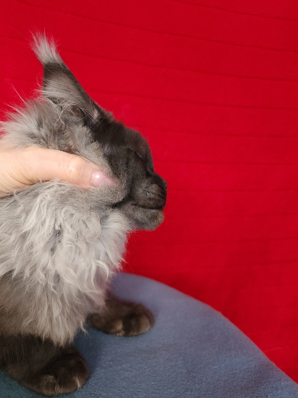 Elmar Akbars - Kitten maine-coon 4 months 2.5 weeks