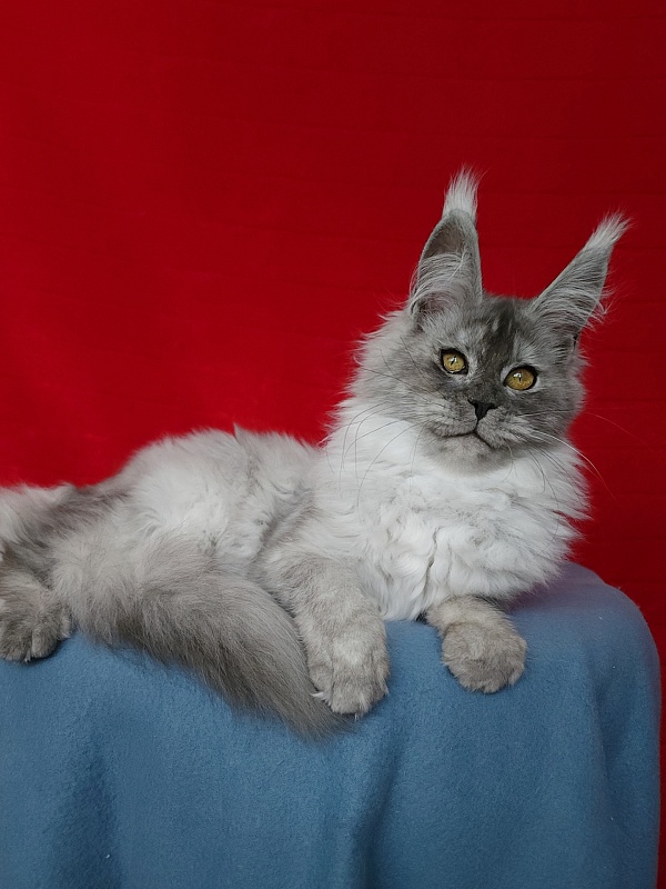 Emmy Akbars - Kitten maine-coon 4 months 3 weeks