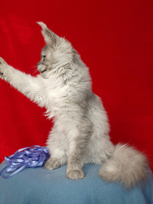 Emmy Akbars - Kitten maine-coon 4 months 3 weeks