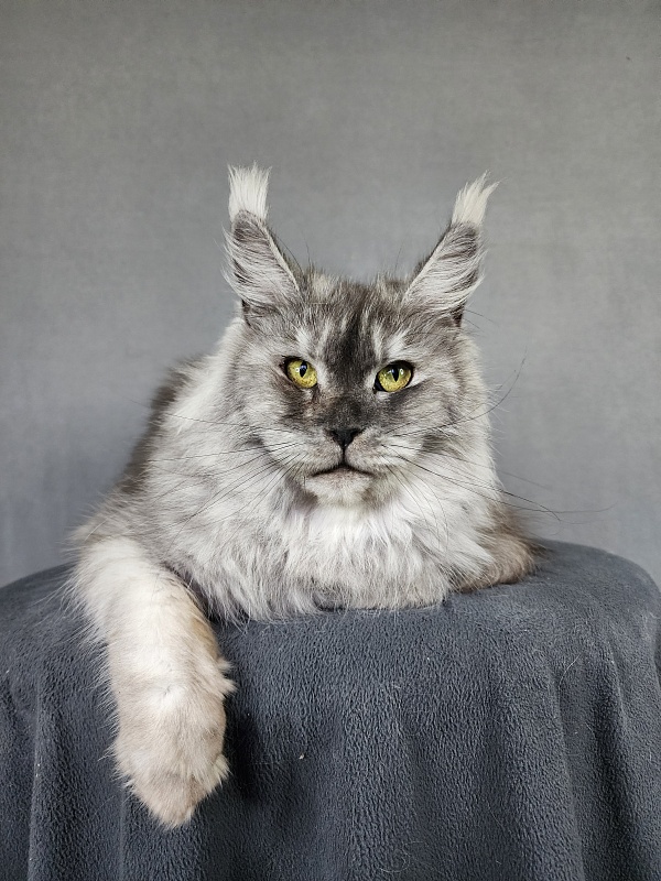 Emmy Akbars - Adult maine-coon 1 year 6 months 1.5 week