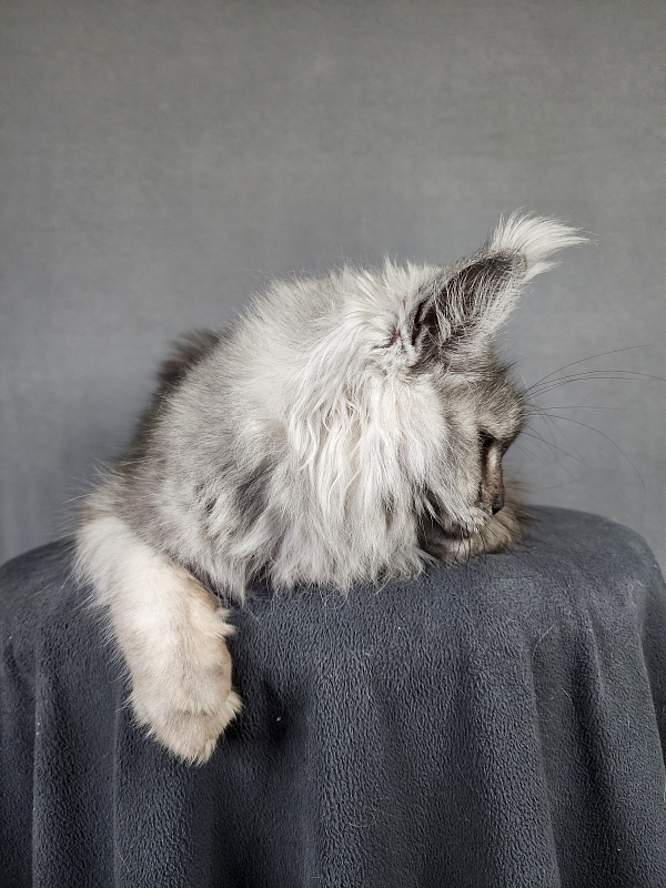 Emmy Akbars - Adult maine-coon 1 year 6 months 1.5 week