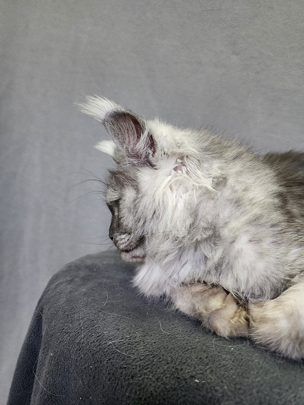 Emmy Akbars - Adult maine-coon 1 year 6 months 1.5 week