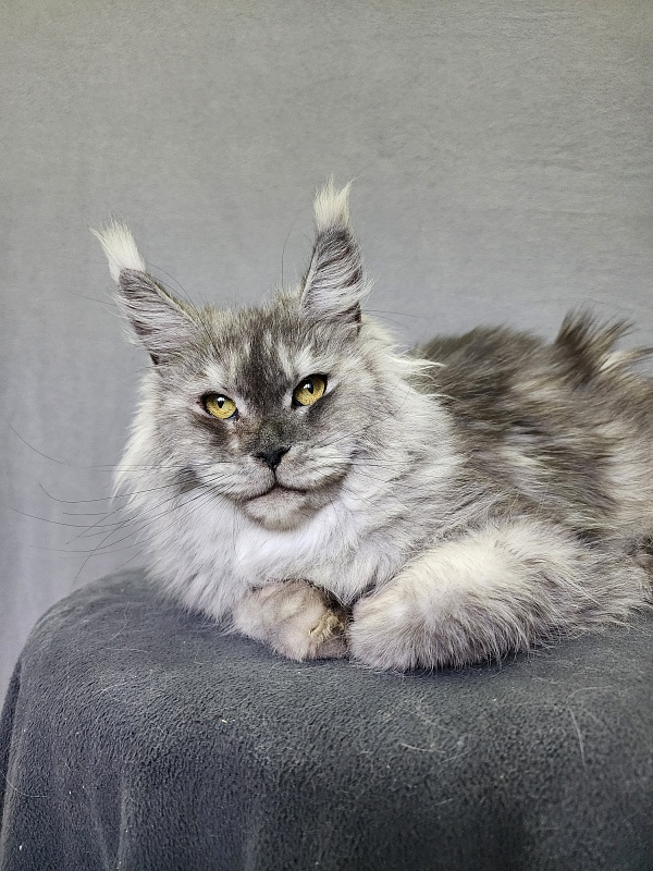 Emmy Akbars - Adult maine-coon 1 year 6 months 1.5 week