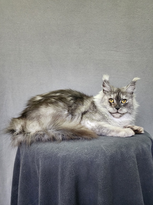 Emmy Akbars - Adult maine-coon 1 year 6 months 1.5 week