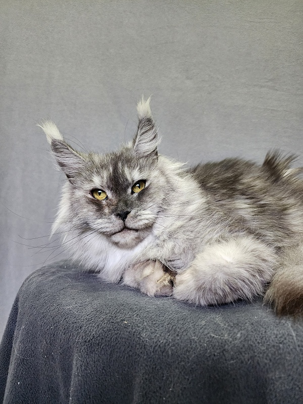 Emmy Akbars - Adult maine-coon 1 year 6 months 1.5 week
