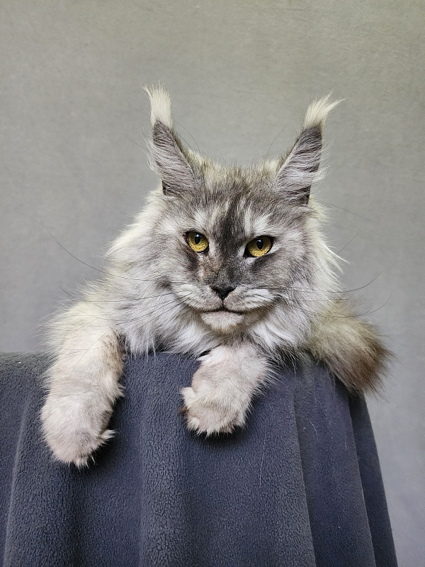 Emmy Akbars - Adult maine-coon 1 year 6 months 1.5 week