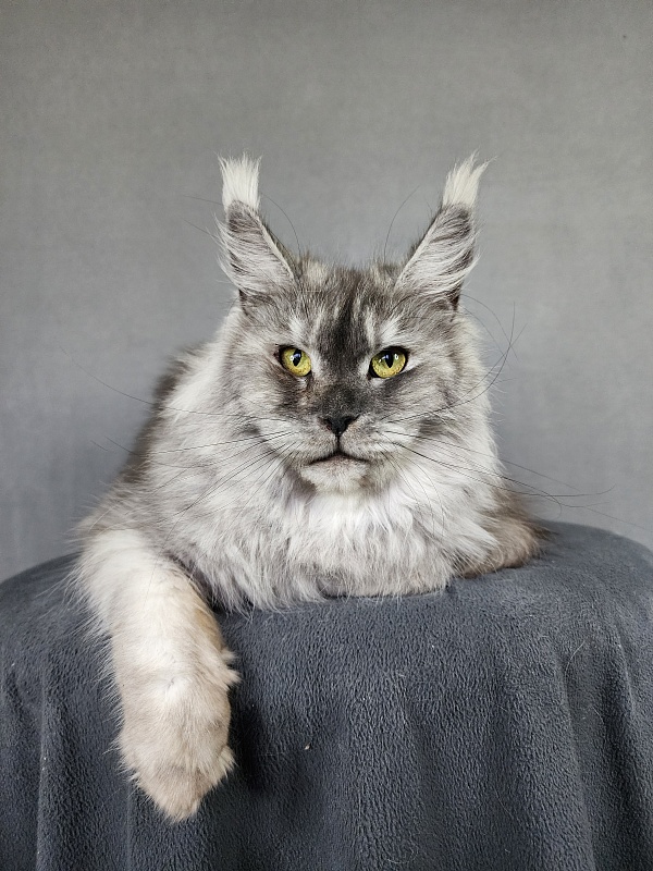 Emmy Akbars - Adult maine-coon 1 year 6 months 1.5 week