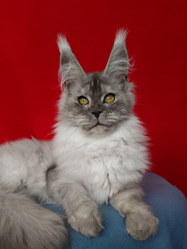 Emmy Akbars - Kitten maine-coon 4 months 3 weeks