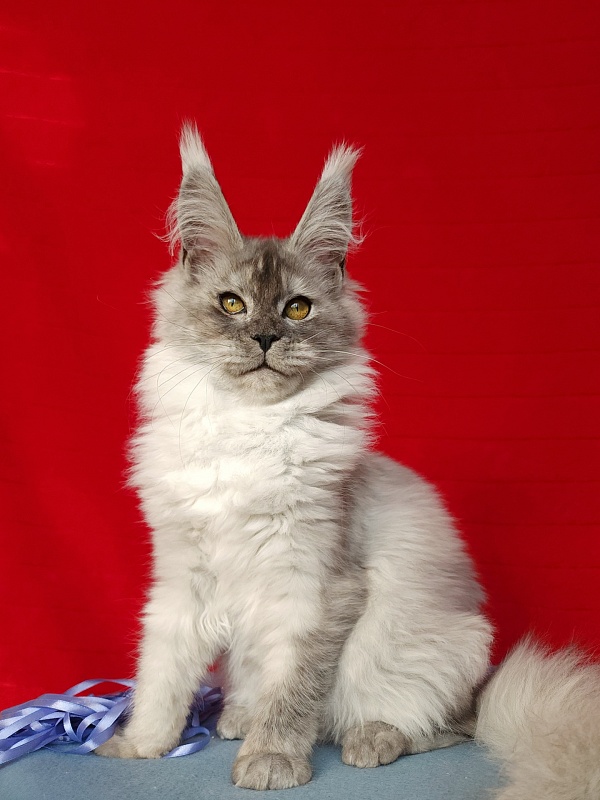 Emmy Akbars - Kitten maine-coon 4 months 3 weeks