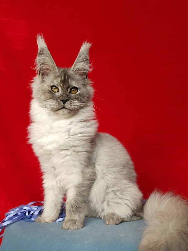 Emmy Akbars - Kitten maine-coon 4 months 3 weeks