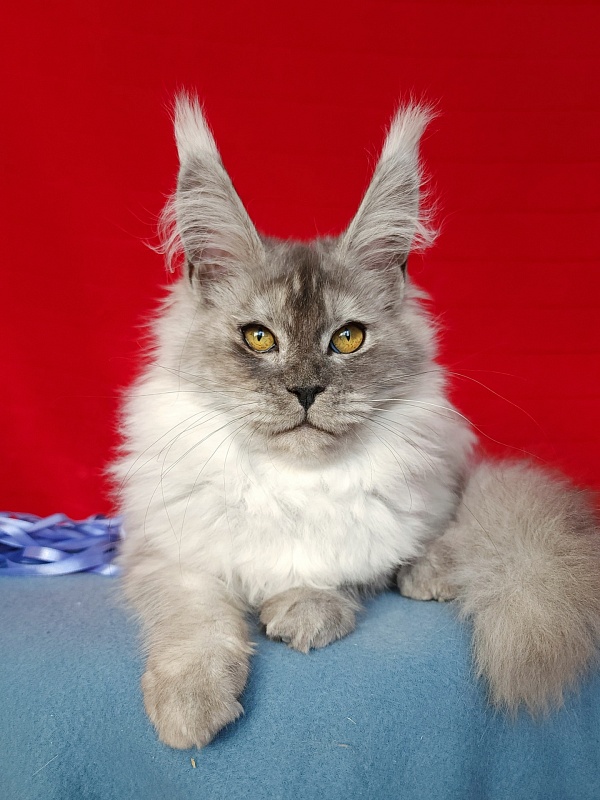 Emmy Akbars - Kitten maine-coon 4 months 3 weeks
