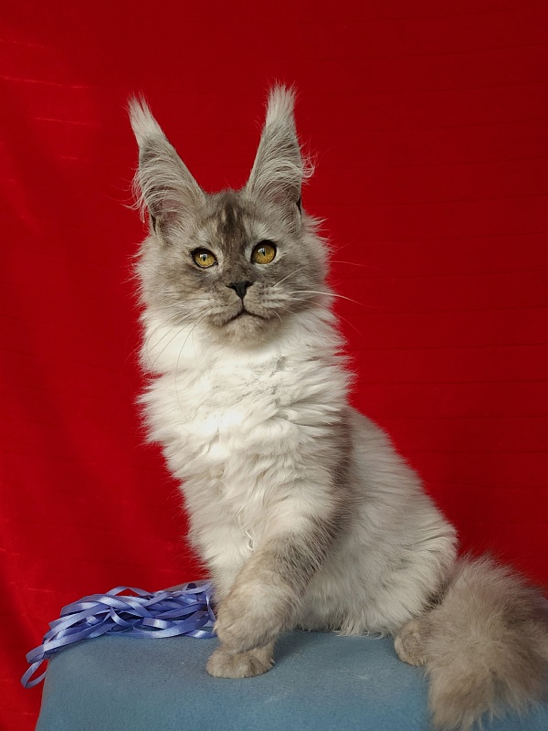 Emmy Akbars - Kitten maine-coon 4 months 3 weeks