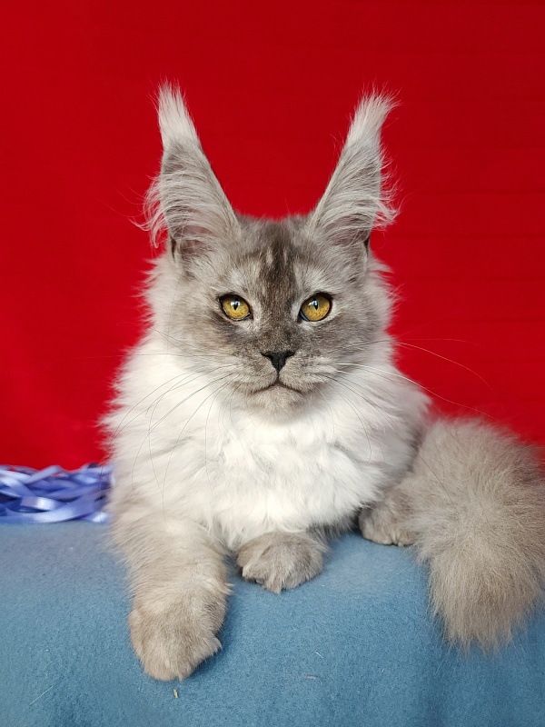 Emmy Akbars - Kitten maine-coon 4 months 3 weeks