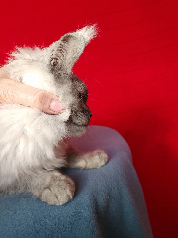 Emmy Akbars - Kitten maine-coon 4 months 3 weeks