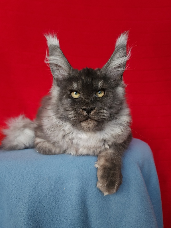 E*Eva Akbars - Kitten maine-coon 4 months 2.5 weeks