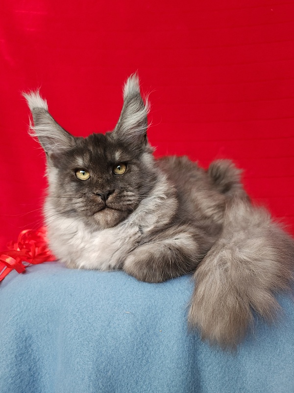 E*Eva Akbars - Kitten maine-coon 4 months 2.5 weeks