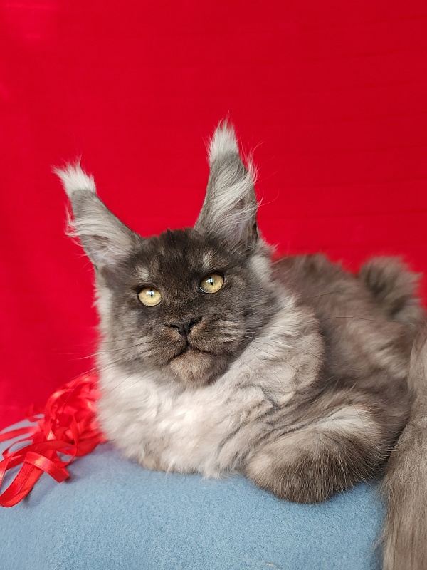 E*Eva Akbars - Kitten maine-coon 4 months 2.5 weeks