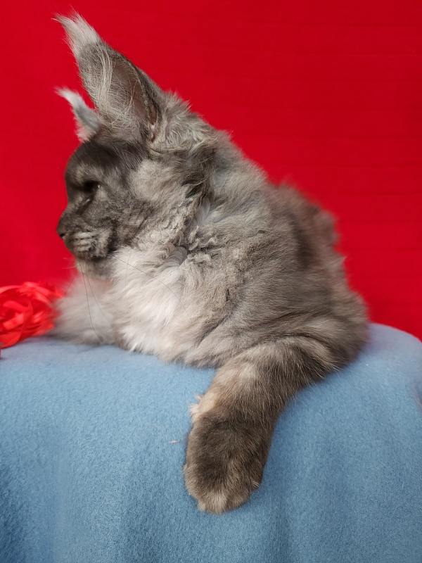 E*Eva Akbars - Kitten maine-coon 4 months 2.5 weeks