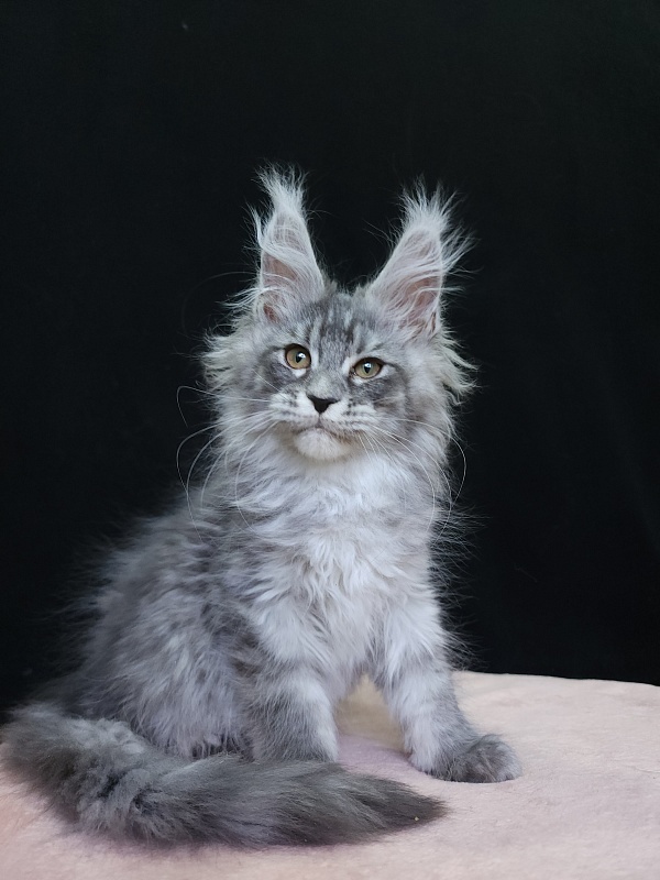 Ivan Akbars - Kitten maine-coon 2 months 3.5 weeks