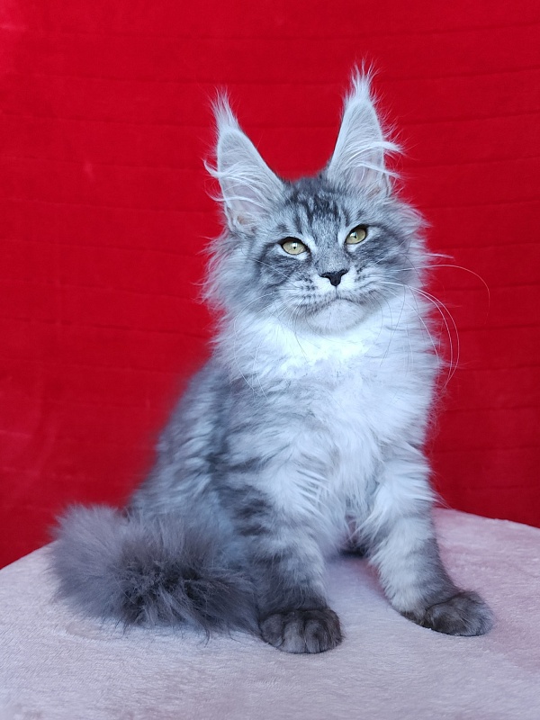 Ivan Akbars - Kitten maine-coon 3 months 2.5 weeks