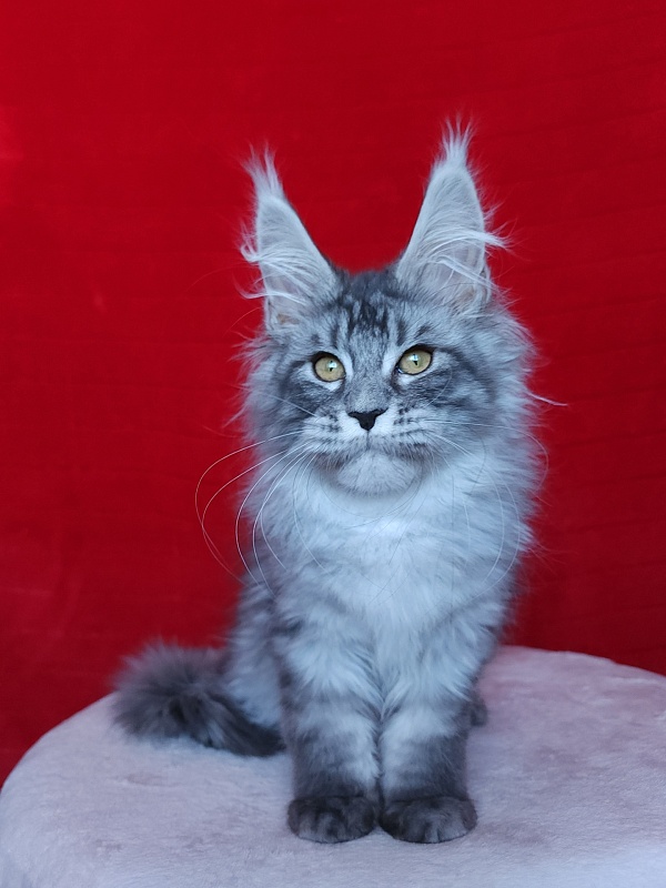 Ivan Akbars - Kitten maine-coon 3 months 2.5 weeks
