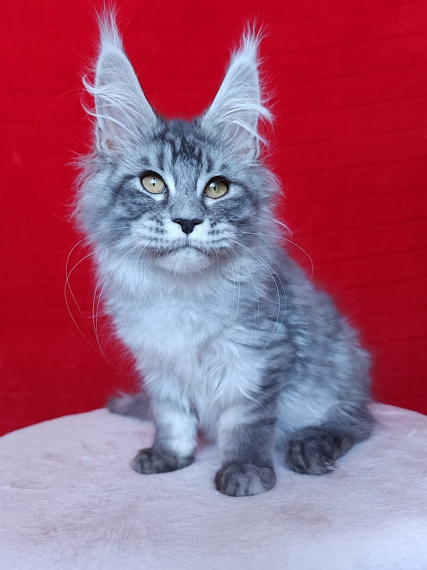 Ivan Akbars - Kitten maine-coon 3 months 2.5 weeks