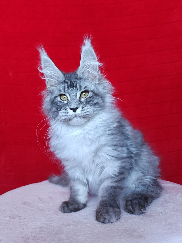 Ivan Akbars - Kitten maine-coon 3 months 2.5 weeks