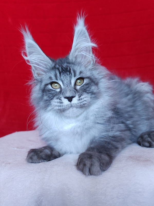 Ivan Akbars - Kitten maine-coon 3 months 2.5 weeks