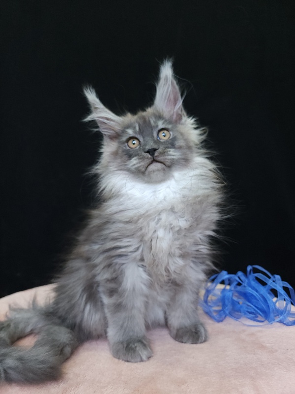 Issy Akbars - Kitten maine-coon 2 months 3.5 weeks