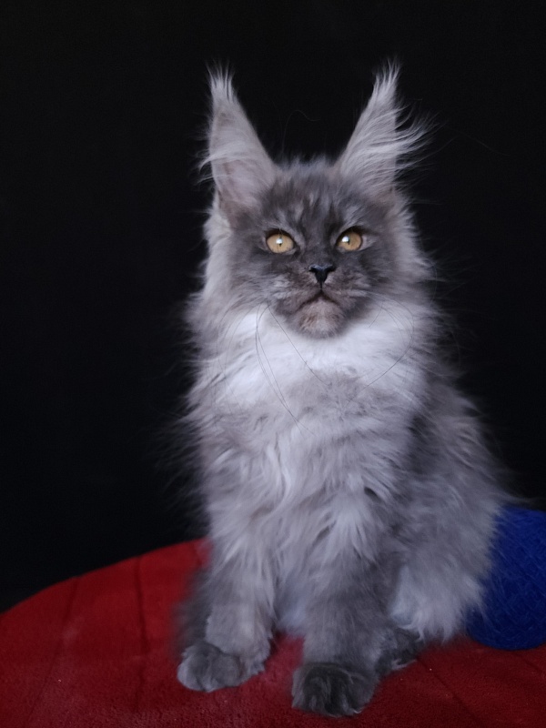 Issy Akbars - Kitten maine-coon 4 months