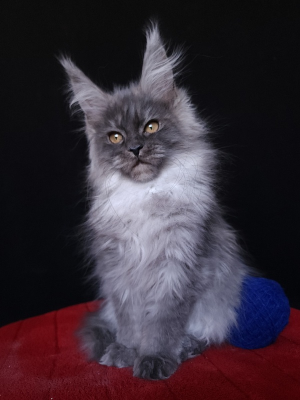 Issy Akbars - Kitten maine-coon 4 months