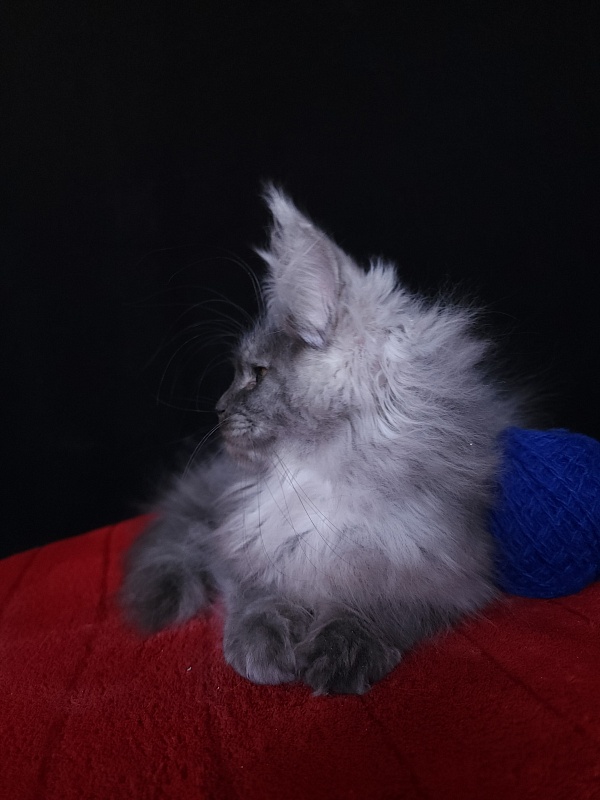 Issy Akbars - Kitten maine-coon 4 months