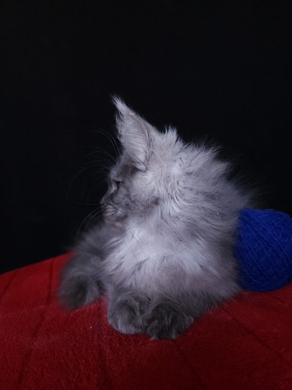 Issy Akbars - Kitten maine-coon 4 months