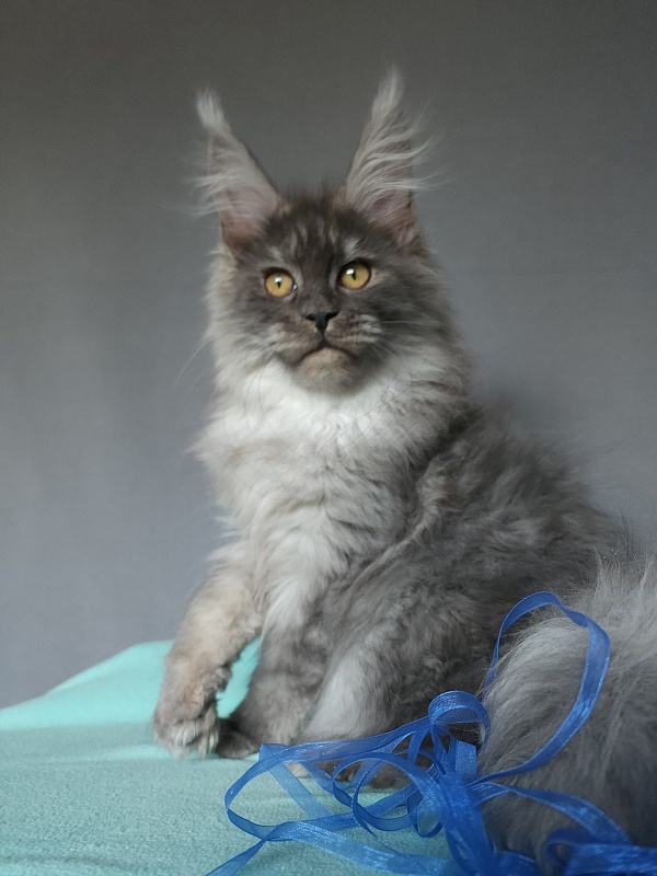 Issy Akbars - Kitten maine-coon 4 months 2 weeks