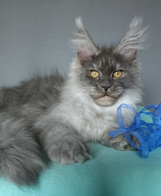 Issy Akbars - Kitten maine-coon 4 months 2 weeks